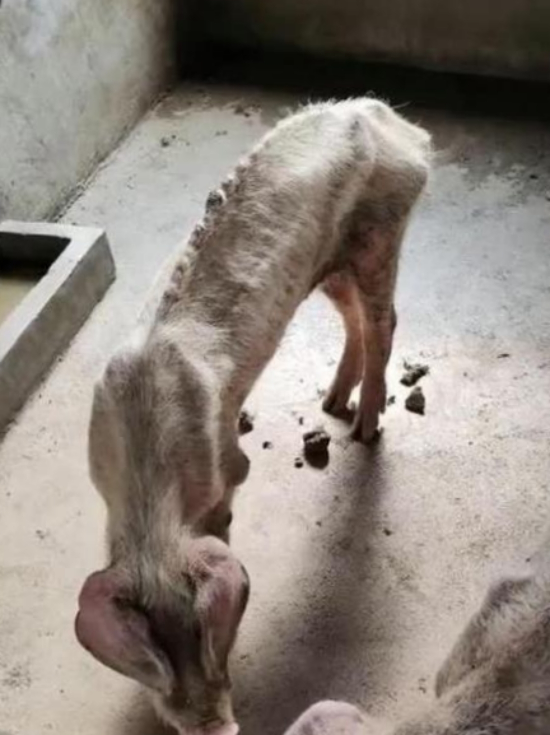 无意发现这两头瘦的骨瘦如柴,这是什么原因,看起来猪精神还不错,很