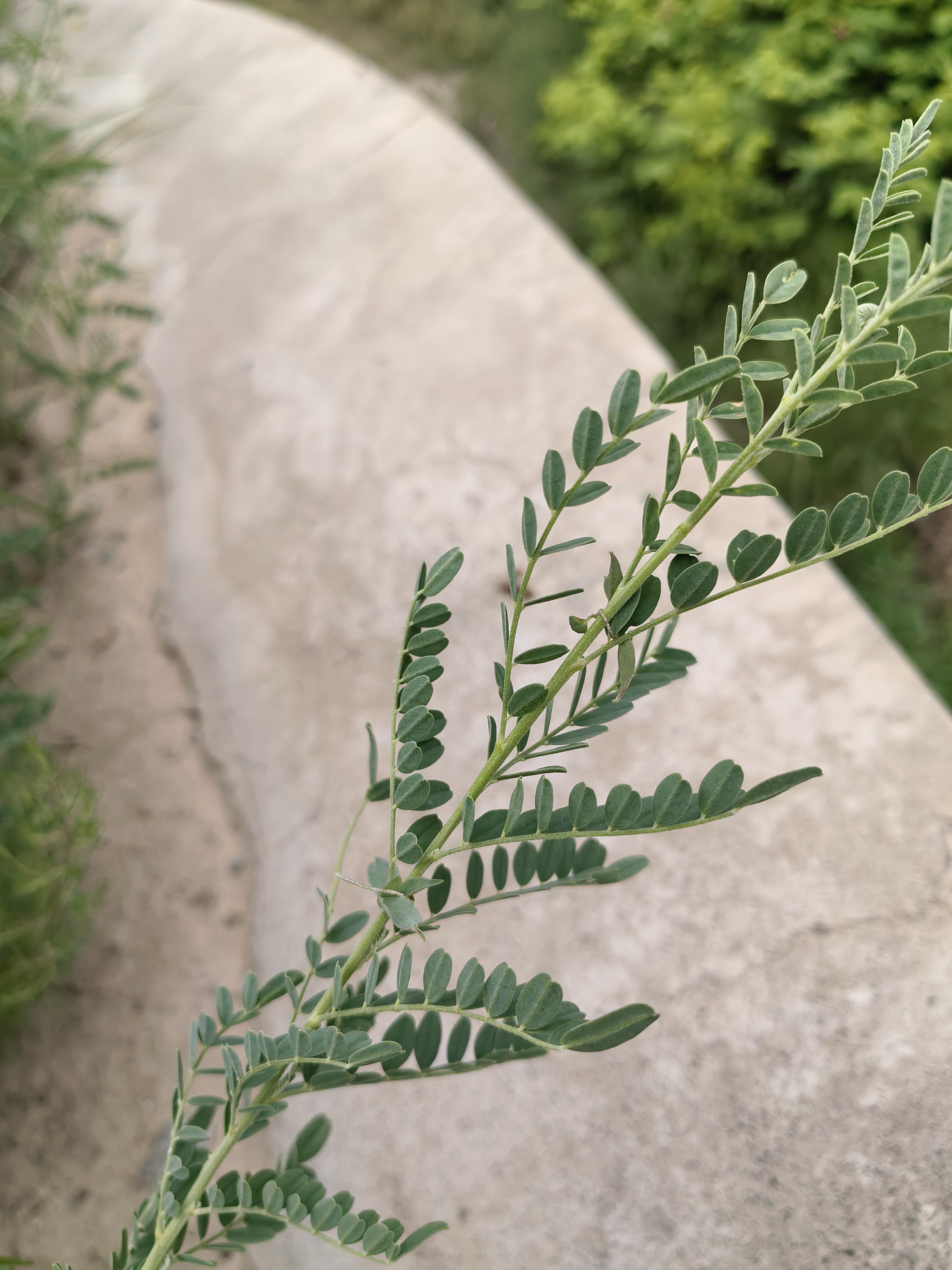 他的多余 木俣拮佑行┓缥 ,但妻子软弱一直睁