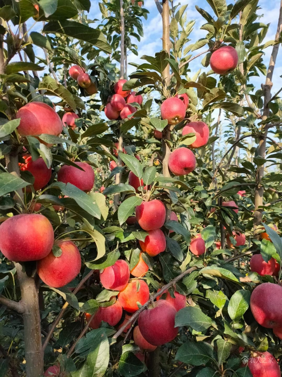 新西兰爱妃苹果,口感浓郁香甜,颜色鲜艳,当今苹果价格居高不下#三农