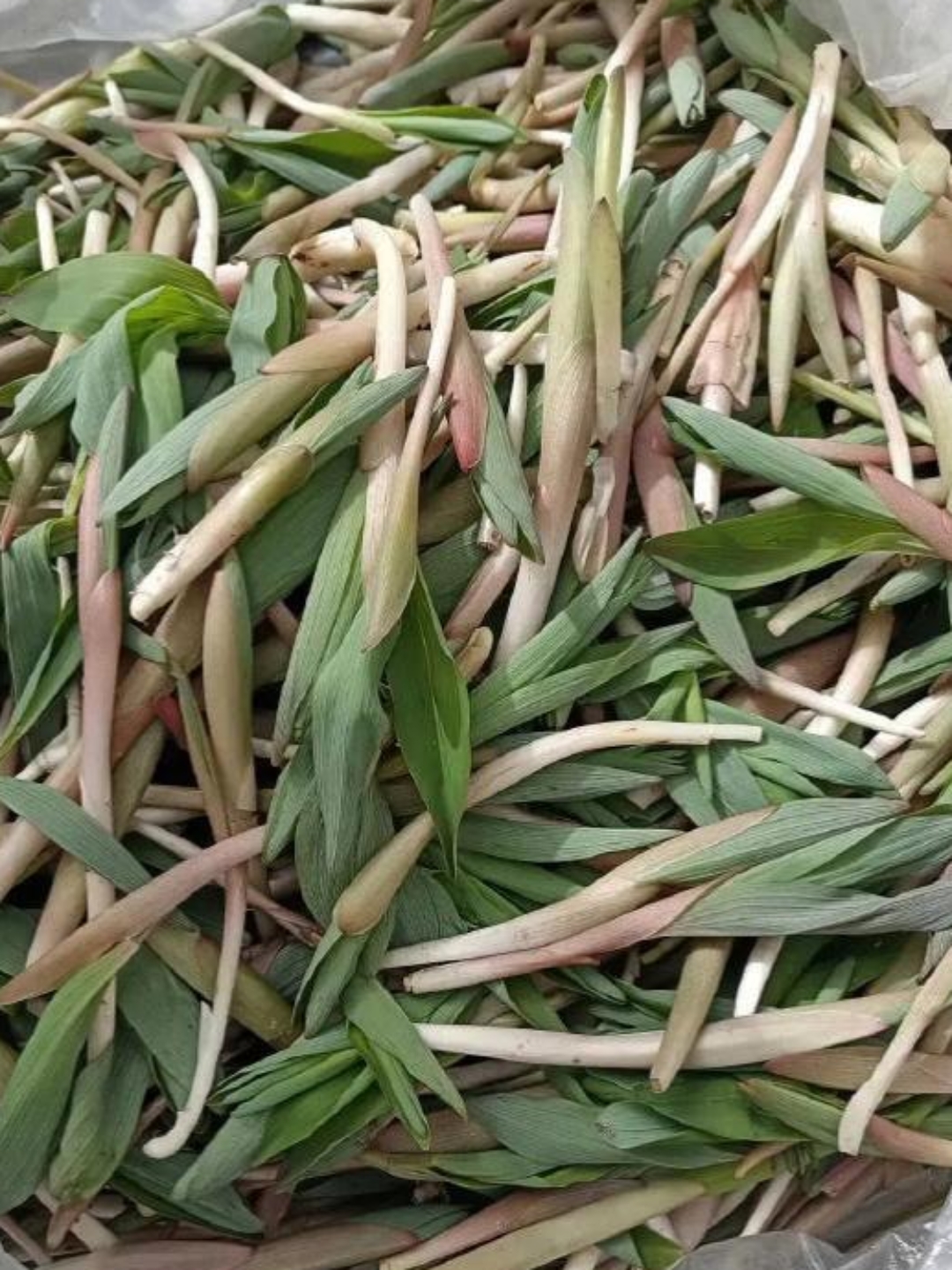 今天上山摘了一袋子野菜,我以为是苦碟子,姐姐掐了一个叶尝了尝说不是