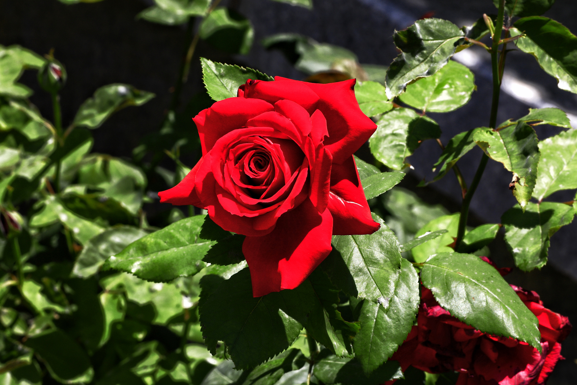 盛夏的西宁,盛开的月季花,各自吐着芳香,它们有的浓郁似蜜甜,有的淡雅