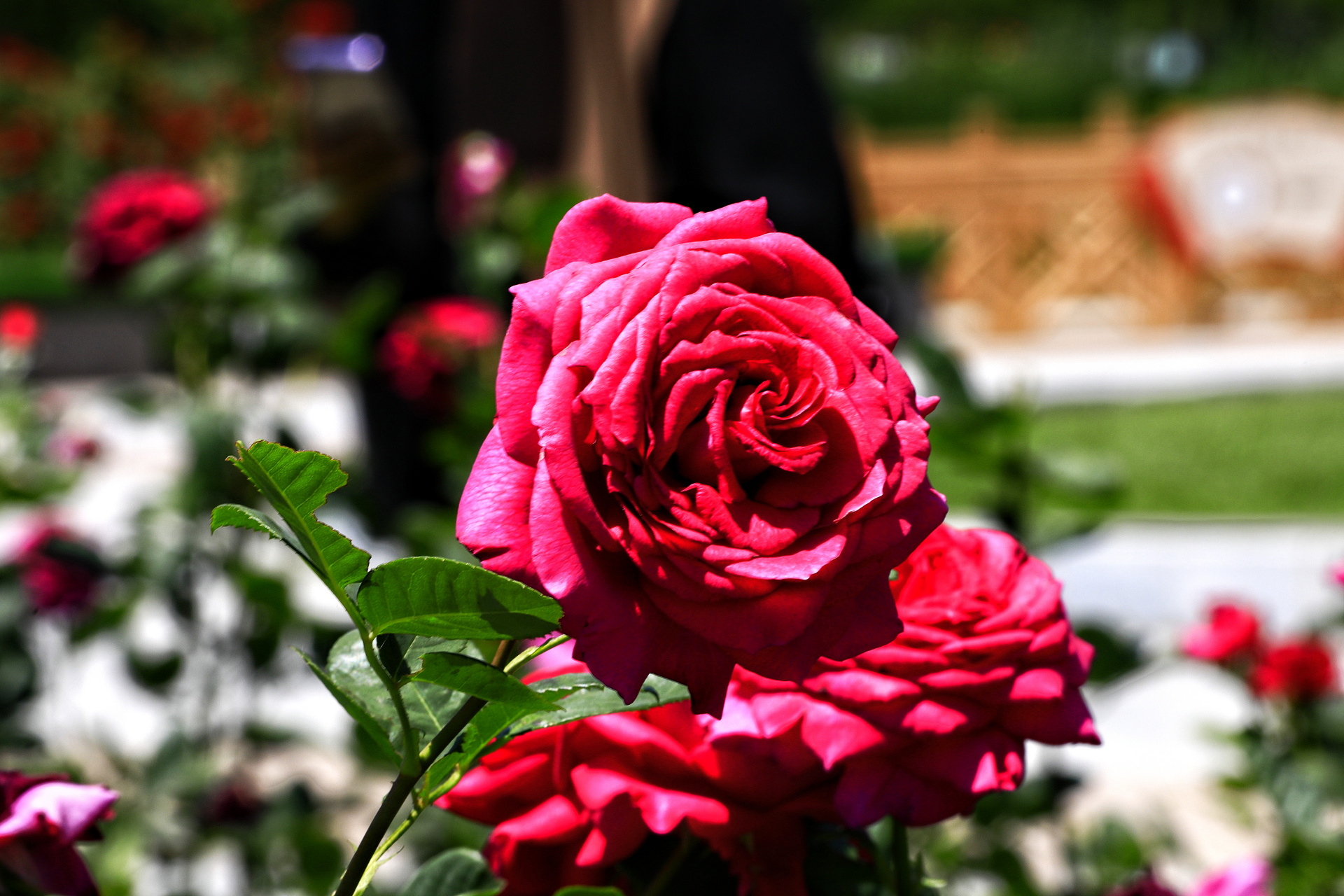 盛夏的西宁,盛开的月季花,各自吐着芳香,它们有的浓郁似蜜甜,有的淡雅