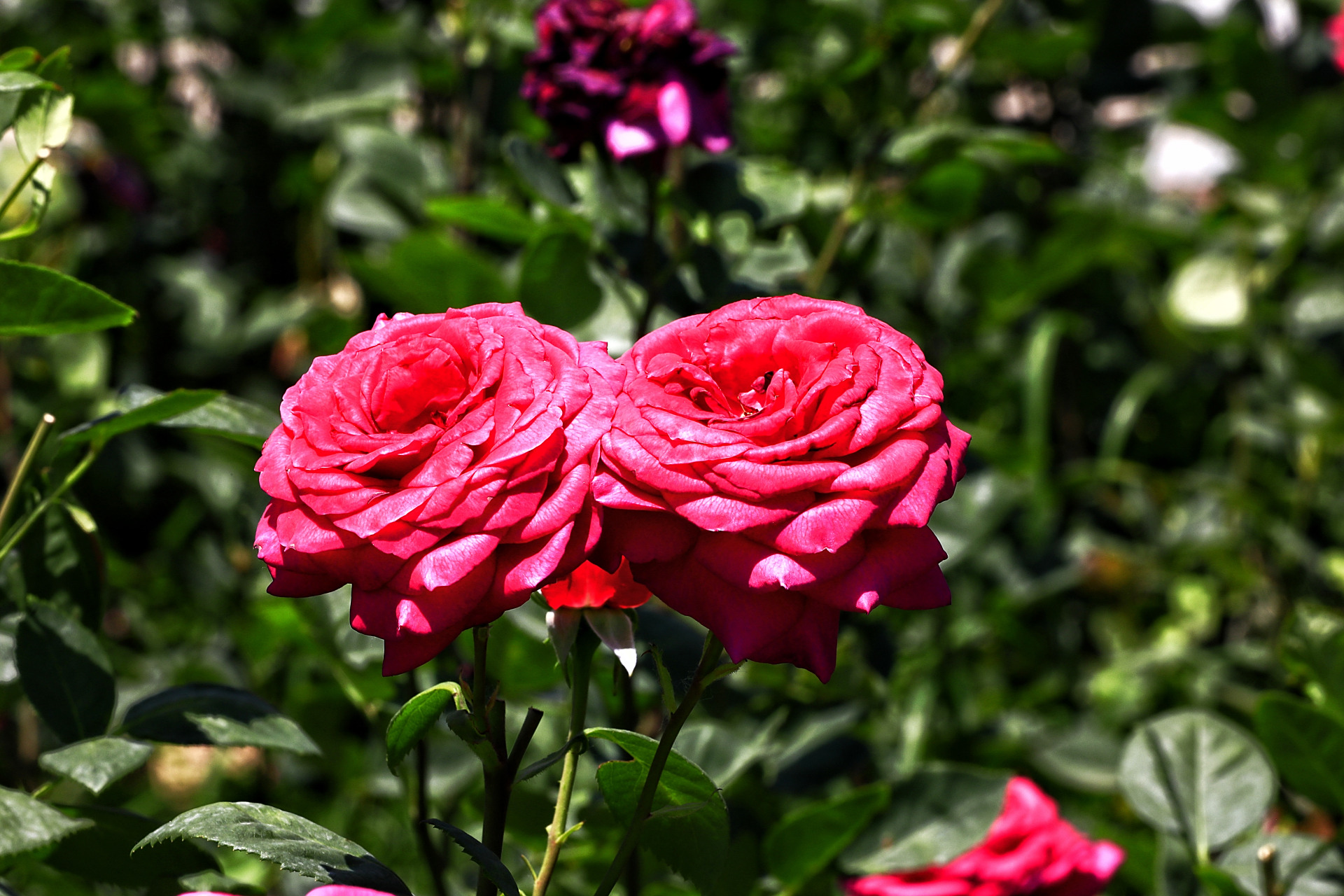 盛夏的西宁,盛开的月季花,各自吐着芳香,它们有的浓郁似蜜甜,有的淡雅