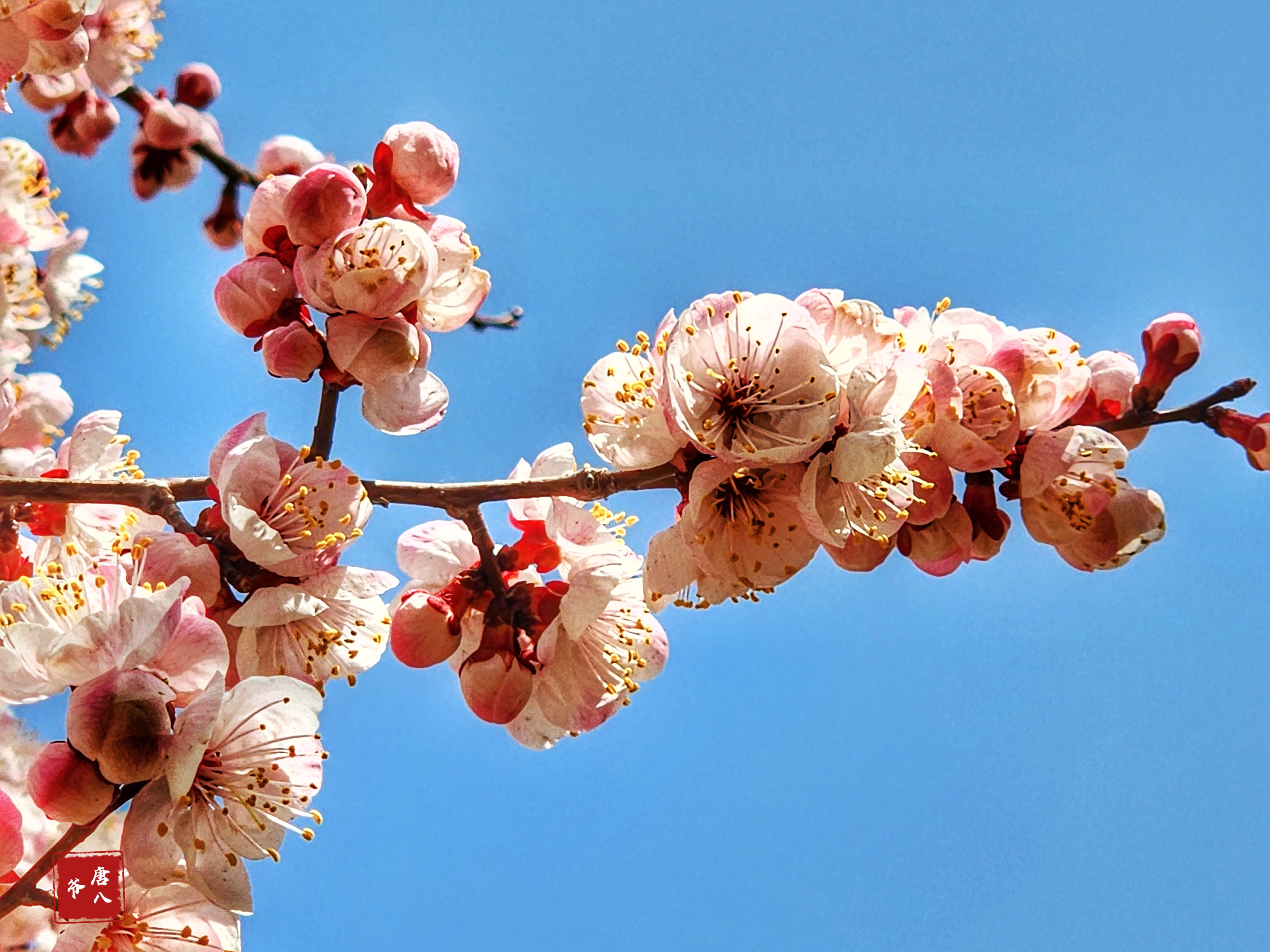 春花秋月春花照片图片