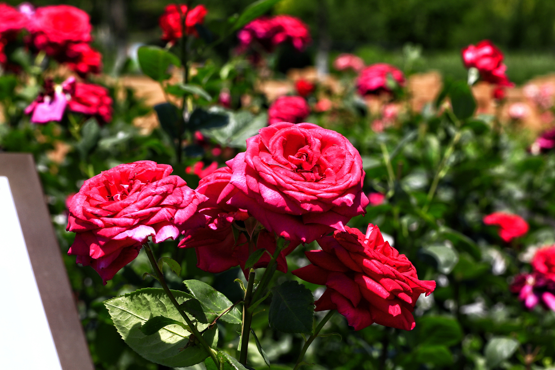 盛夏的西宁,盛开的月季花,各自吐着芳香,它们有的浓郁似蜜甜,有的淡雅