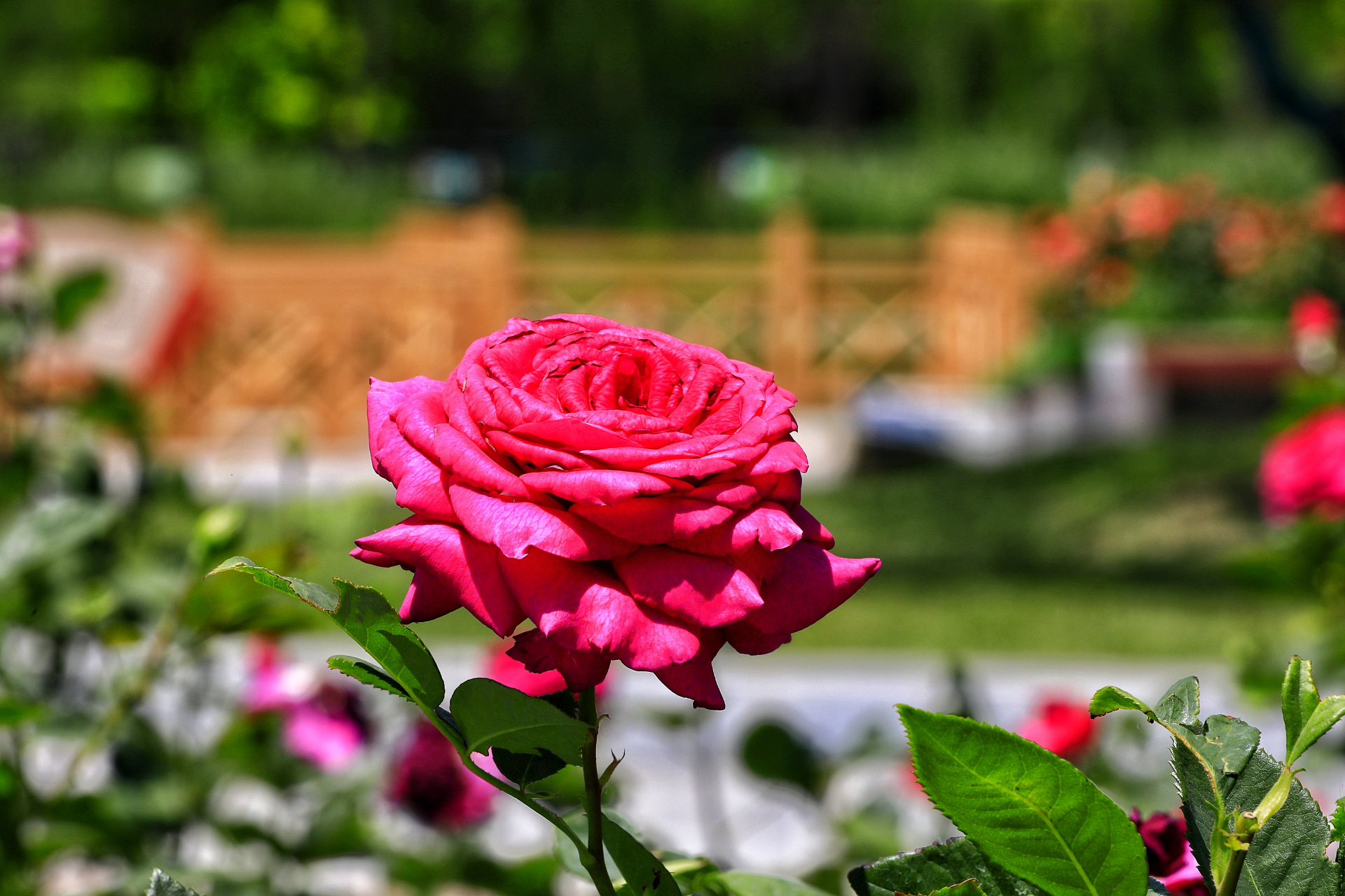 盛夏的西宁,盛开的月季花,各自吐着芳香,它们有的浓郁似蜜甜,有的淡雅