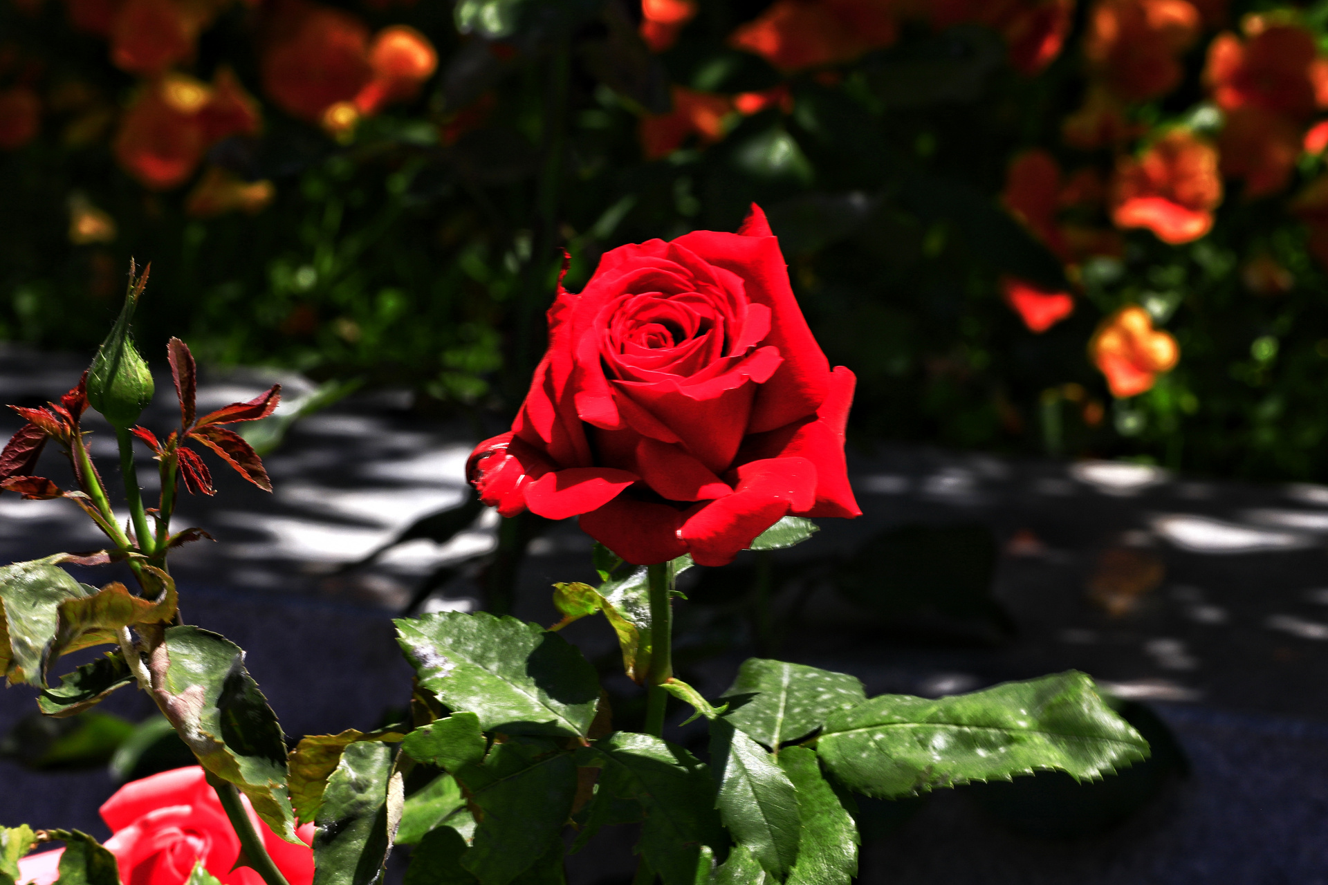 盛夏的西宁,盛开的月季花,各自吐着芳香,它们有的浓郁似蜜甜,有的淡雅