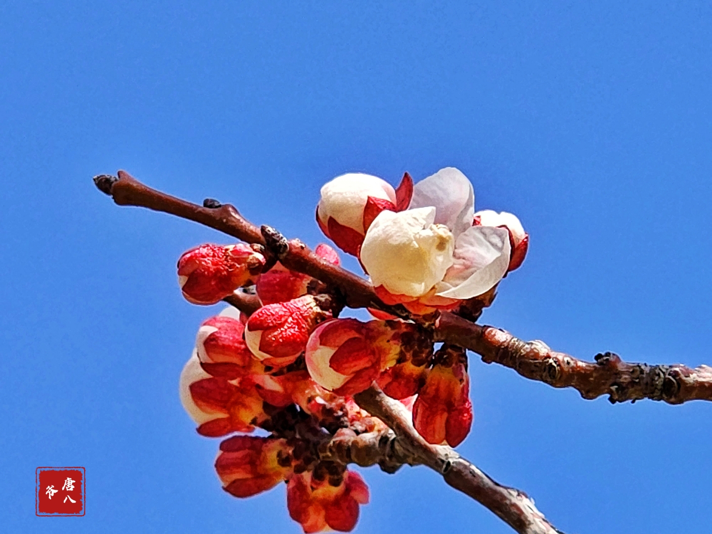 春天,杏树开花了,粉红色的杏花艳丽的开着,杏花白得似雪,纯洁无瑕,开