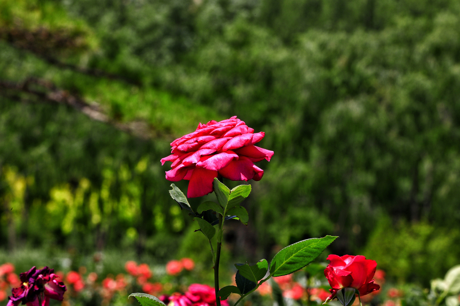 盛夏的西宁,盛开的月季花,各自吐着芳香,它们有的浓郁似蜜甜,有的淡雅