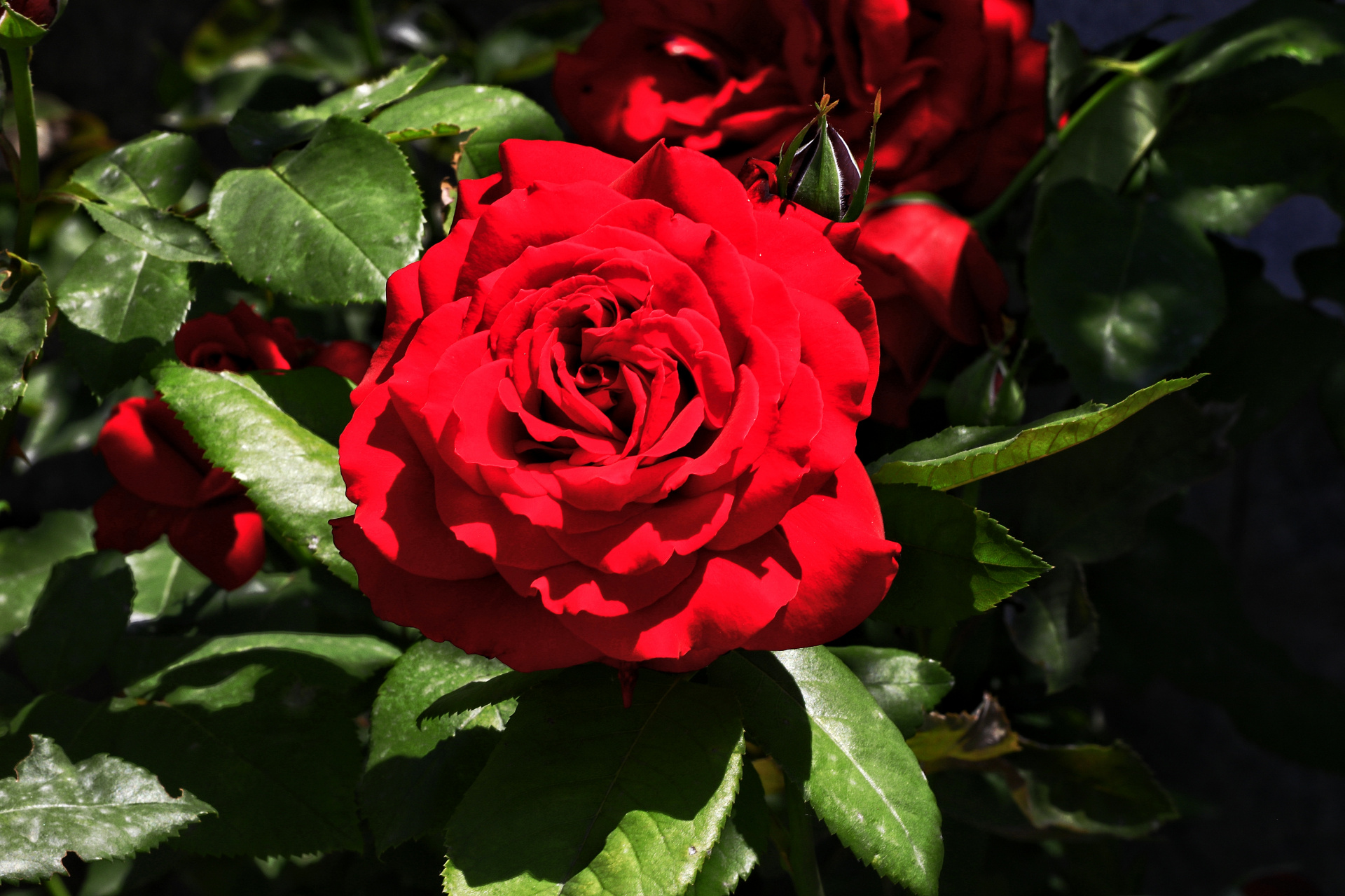 盛夏的西宁,盛开的月季花,各自吐着芳香,它们有的浓郁似蜜甜,有的淡雅
