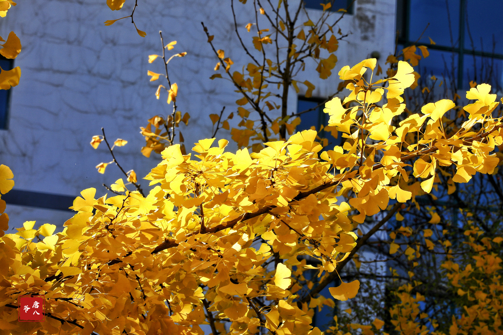 秋日的西宁人民公园景色很美,银杏树叶金黄,满树的银杏果,鸬鹚在湖面