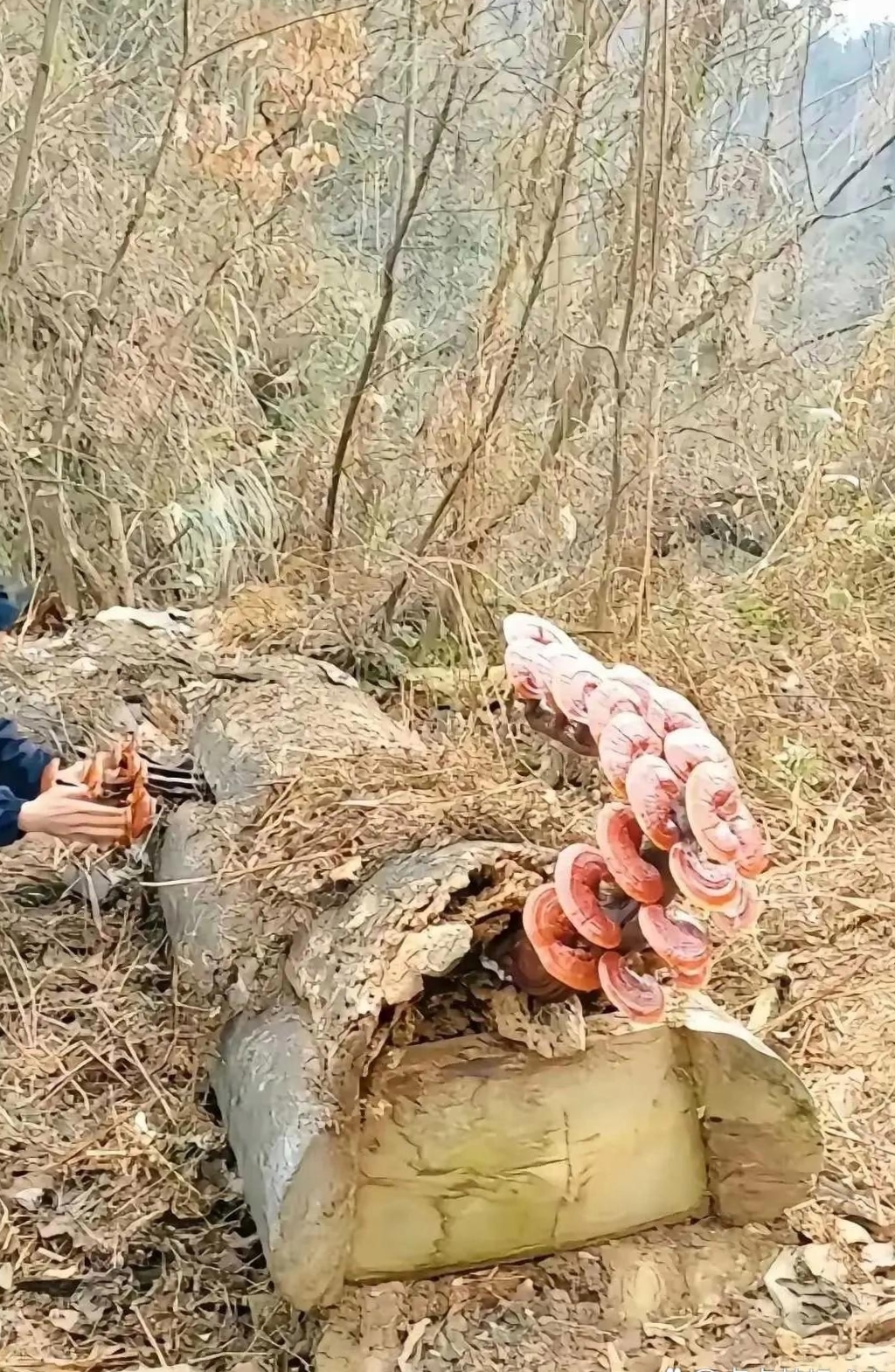 走进深山老林,看见那陈旧的木棺边,拥挤着一堆灵芝,它们就像神秘的