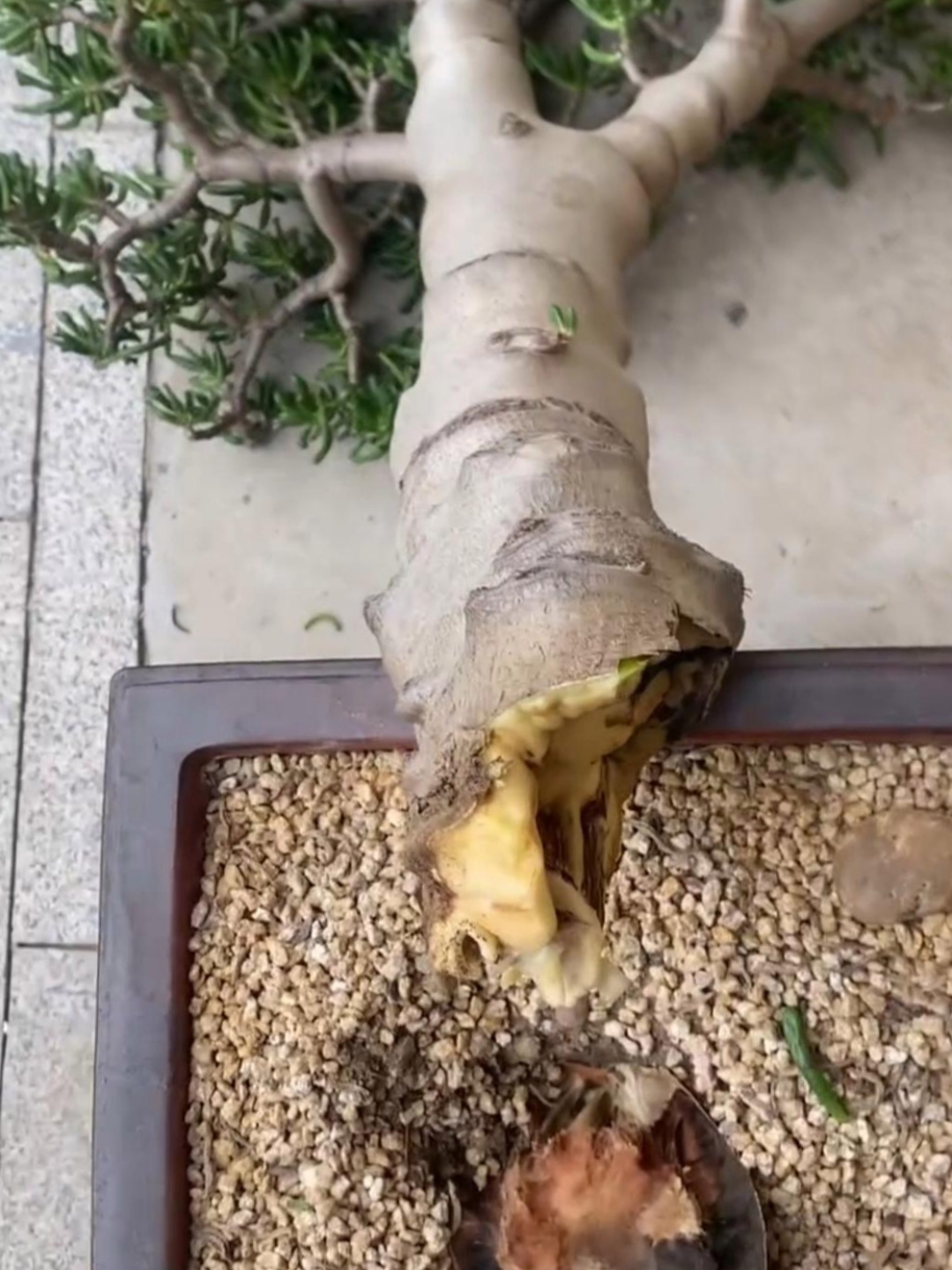 自己家里养了好几年的吸财树,最近发现从根上开始慢慢的腐烂,我用手