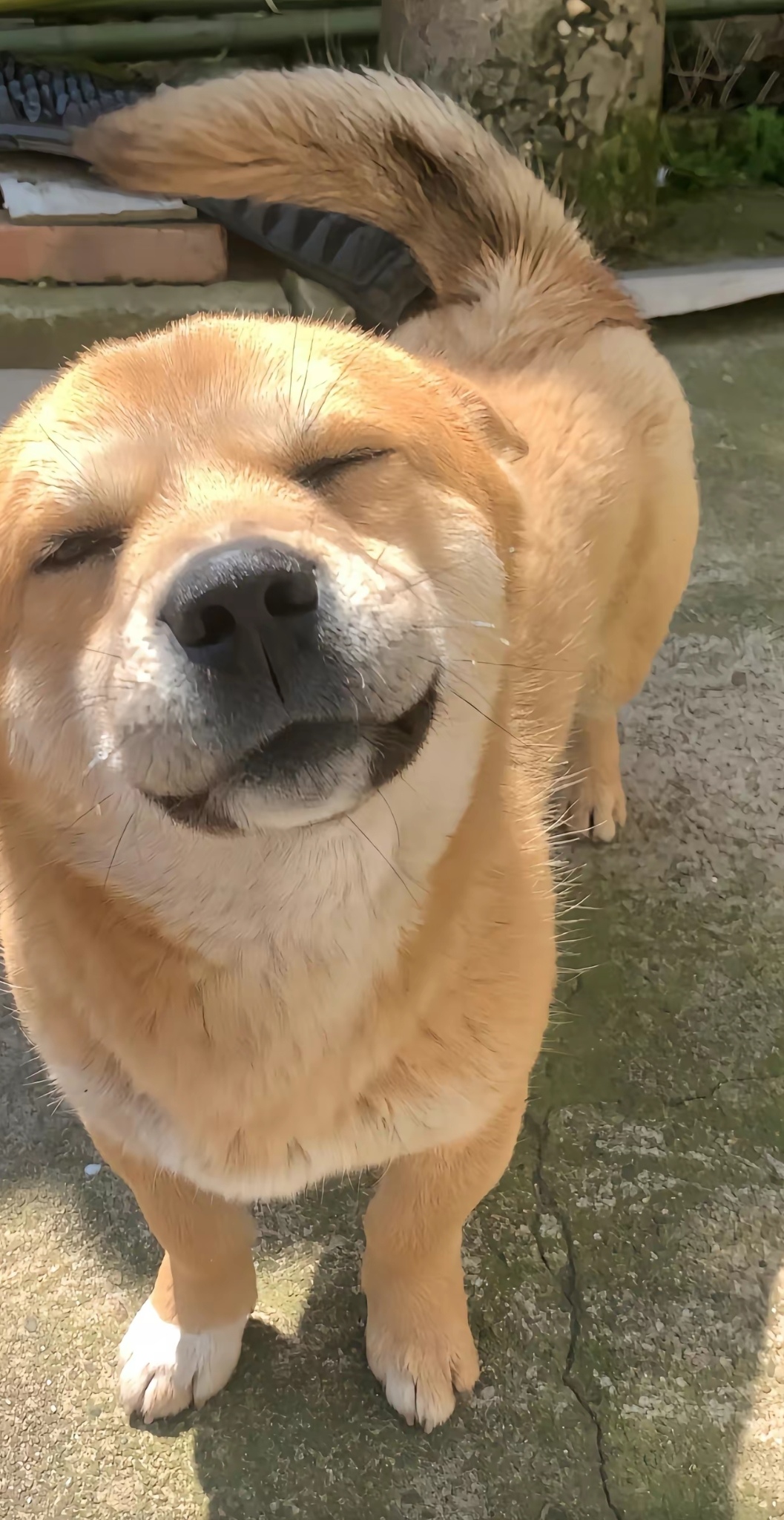 中华田园犬,中国乡村的忠诚伙伴.