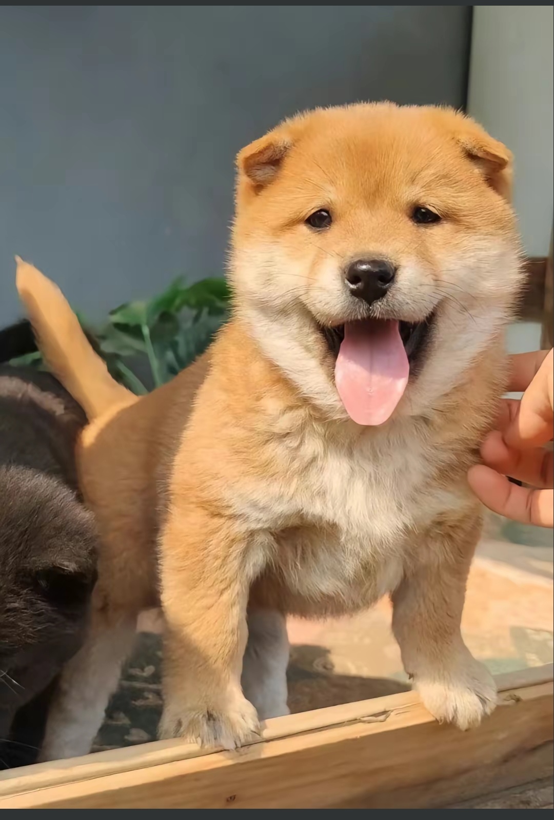 中华田园犬,中国乡村的忠诚伙伴.