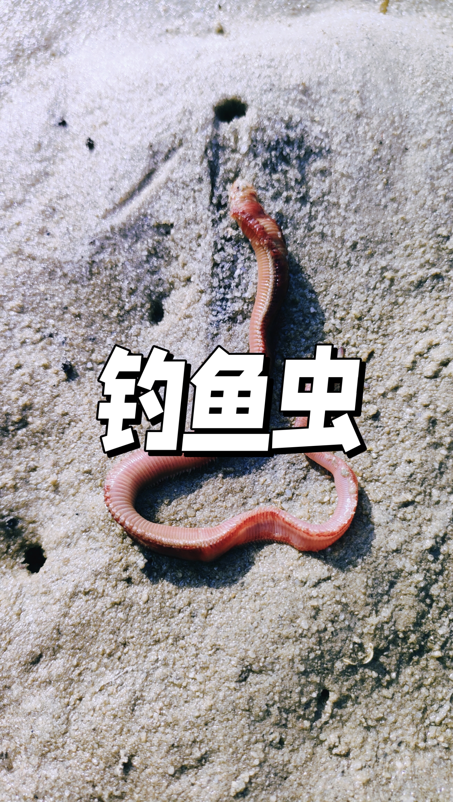 这是钓鱼虫,也叫红头虫,价格比沙虫贵2倍.