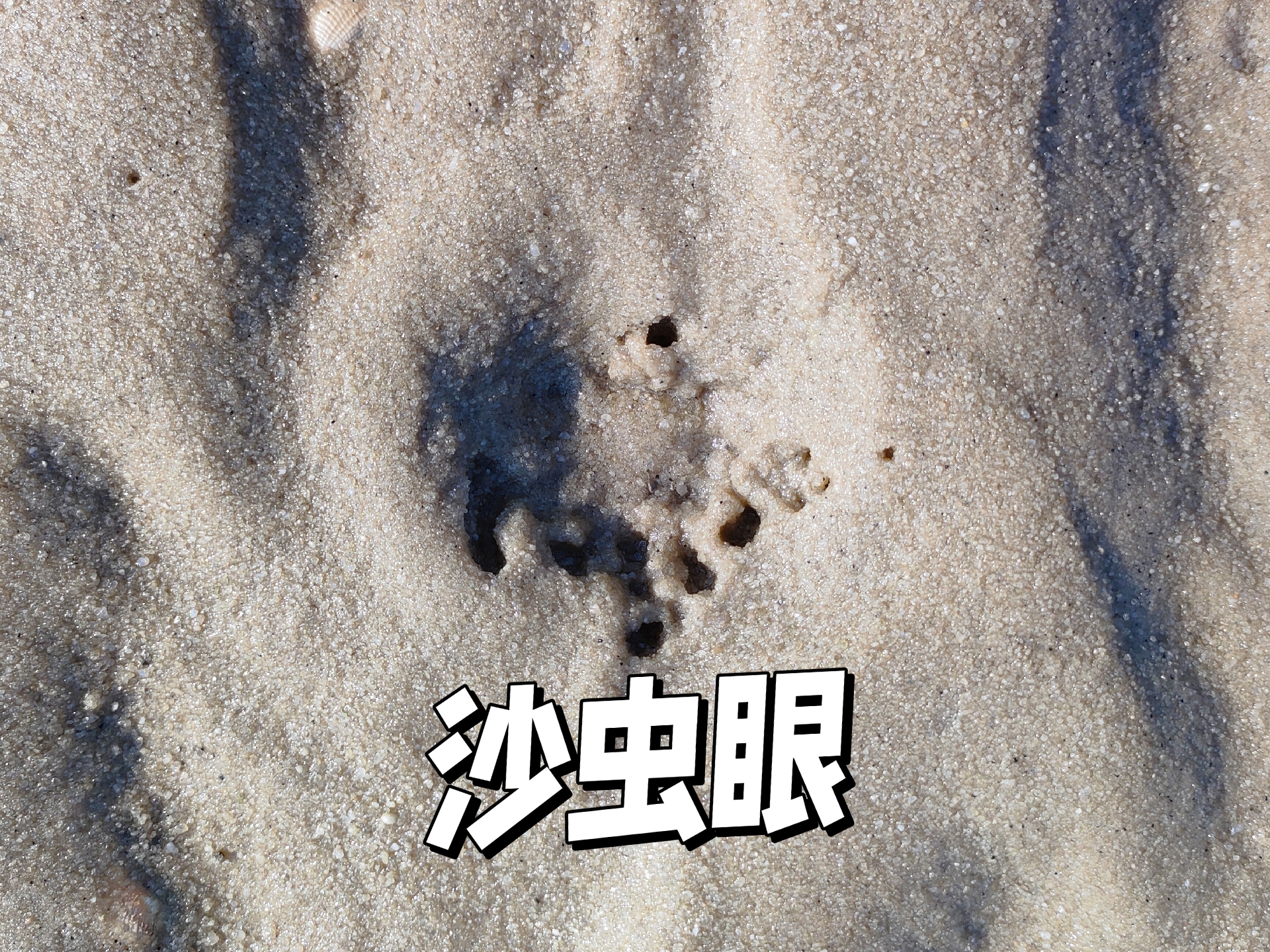 小渔赶海挖沙虫,沙虫是有眼的,周围呈花点式 咸咸的海风,滑滑的沙滩