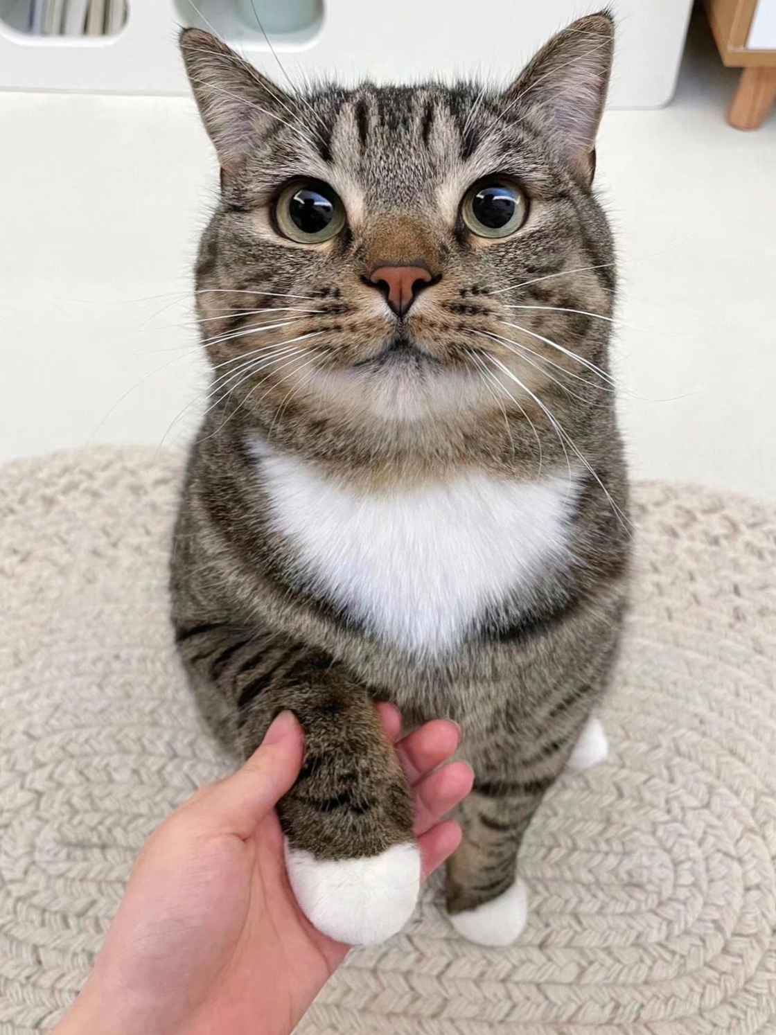 土猫还拥有一种难得