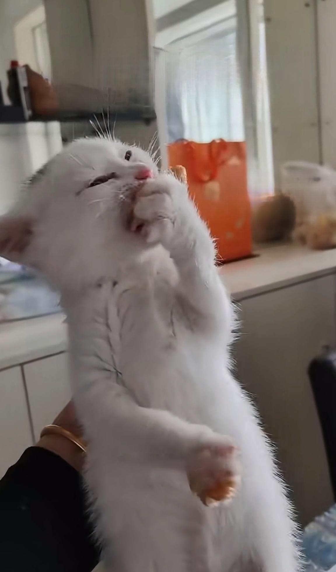 请问,被家里的小猫悄悄蹭过,趴在上面享受过的小菜,我们人类再继续