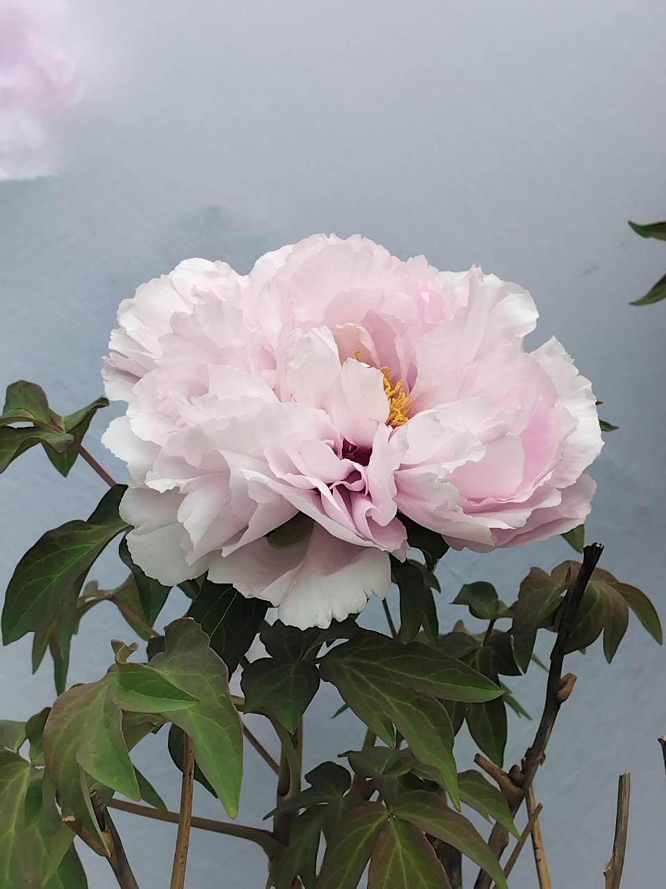中国蓝宝石牡丹