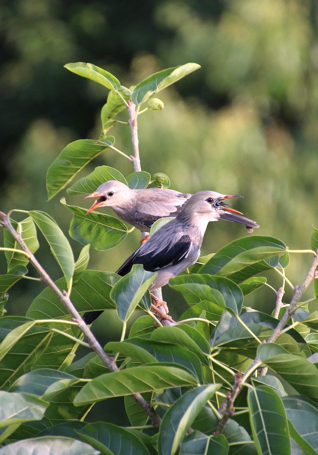 清晨,窗外的两只椋鸟在树枝上叽叽喳喳的哼着小曲