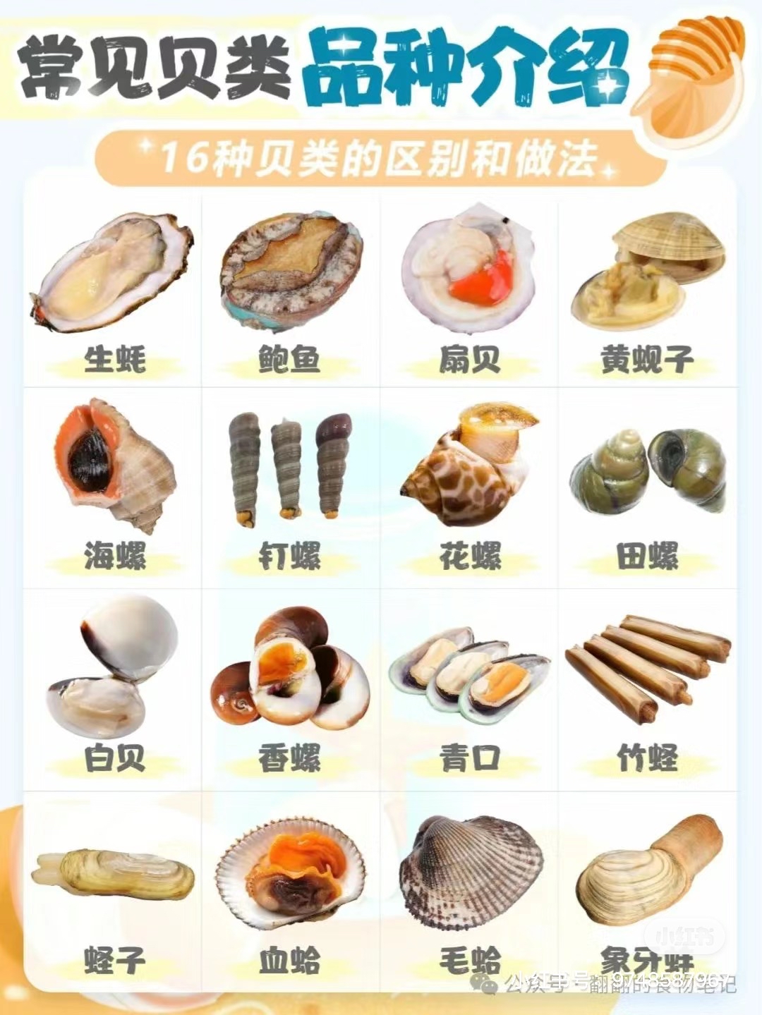 常见的海鲜图片和名称图片