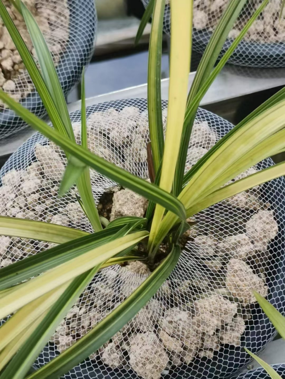 去年青草发中透,今年来了条丝草.明年又会发什么艺像出来呢?