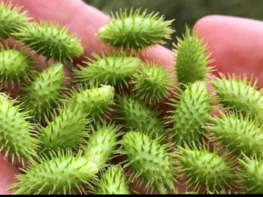 只记得碰到衣服很难弄下来,刺人很难受.有谁知道这是什么吗?