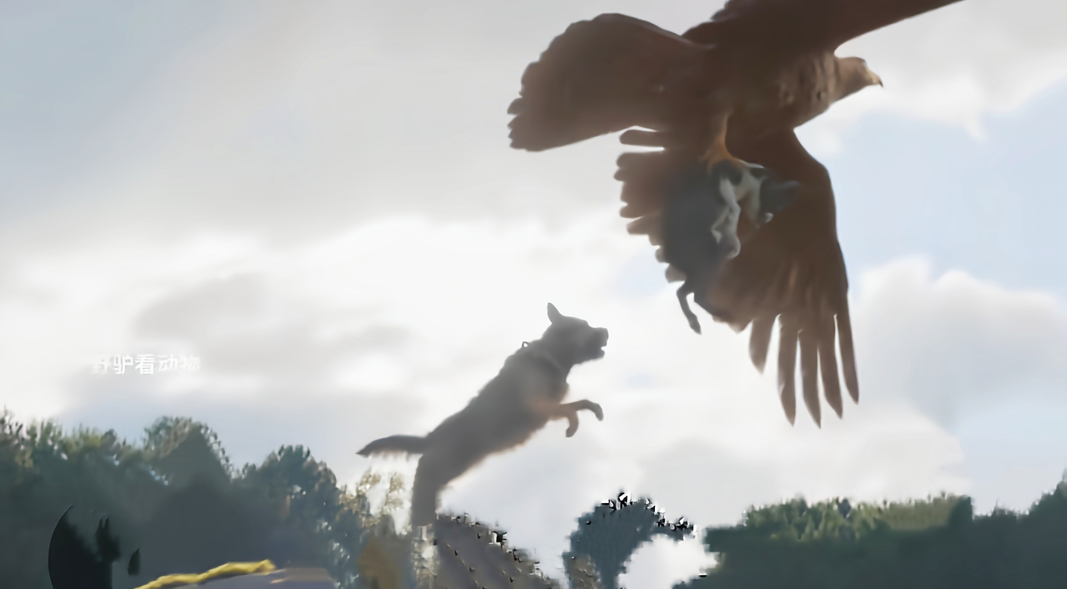 一对双胞胎的狗狗正在玩耍时,老鹰突然俯冲直下抓走了其中一个,另一个