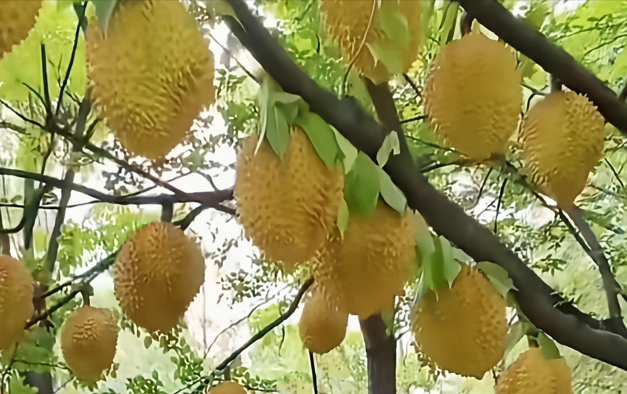 水果皇后榴莲图片