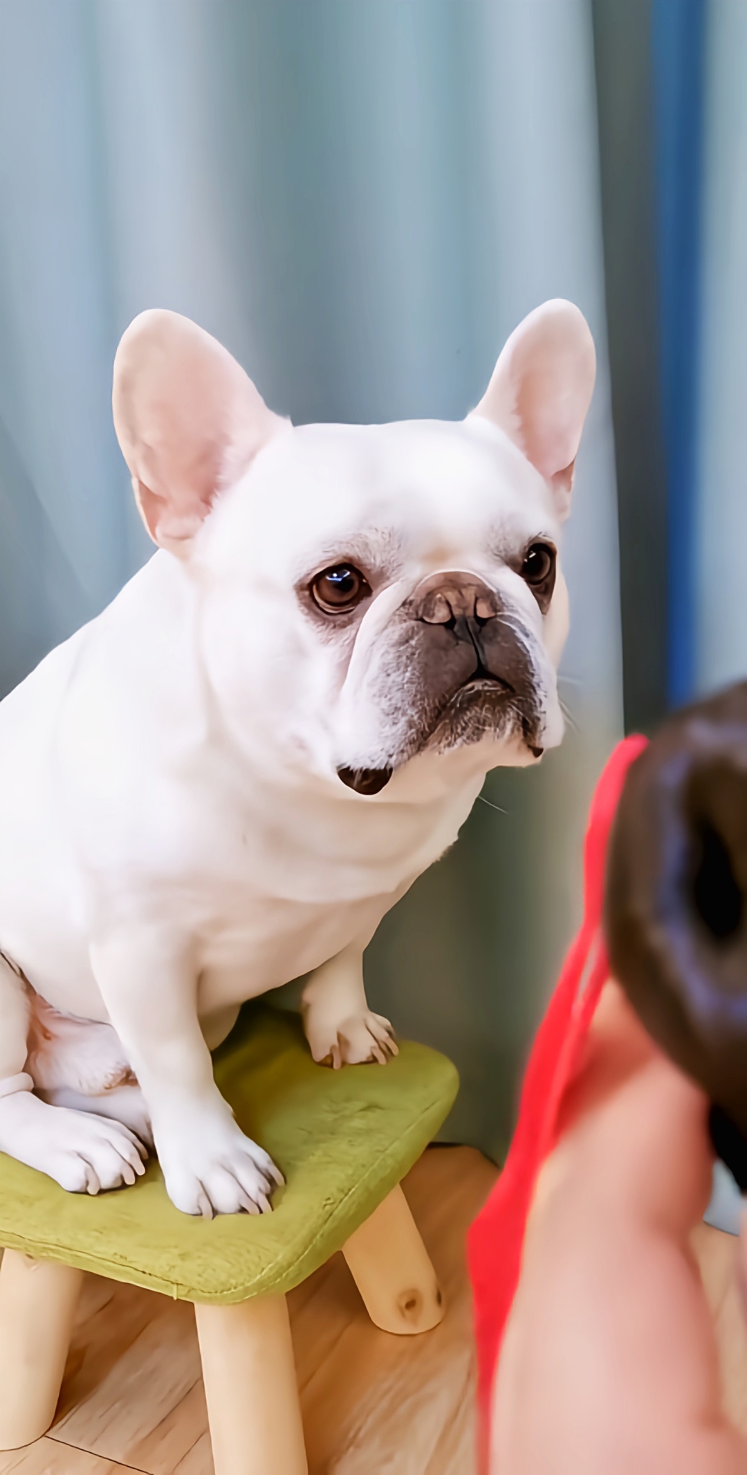 斗牛犬图片 手机壁纸图片