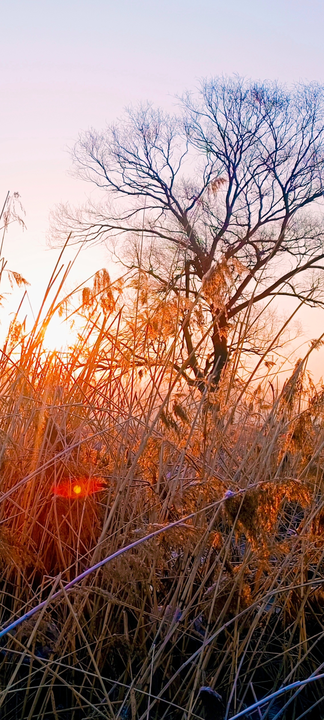 春树蓬枝憧憬着即将春意盎然到来时的光景!