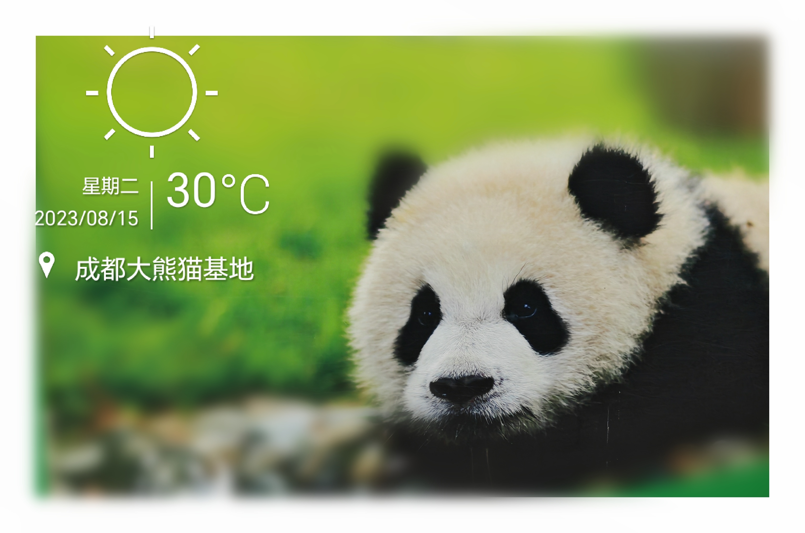 可爱的大熊猫(๑•.•๑)