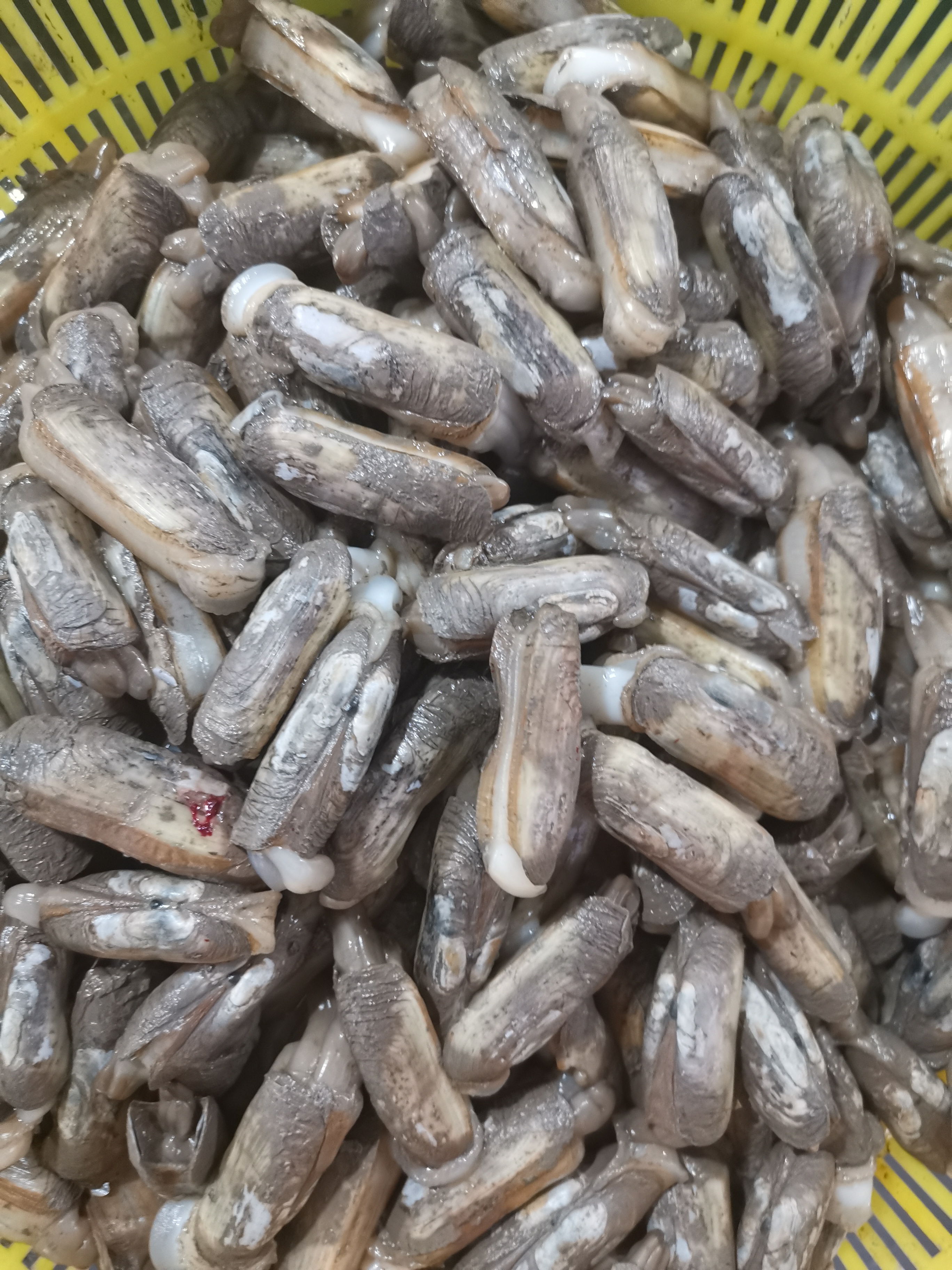 它的贝壳薄且脆,形状为长扁方形,外壳是蛋黄色,内部的肉呈白色.蛏子