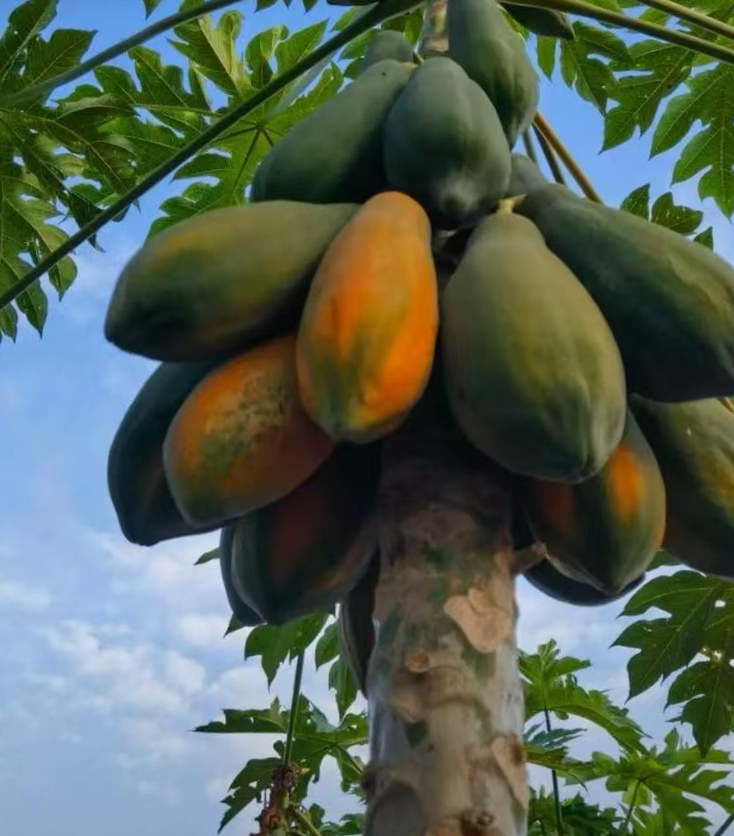 《舌尖上的木瓜》 木瓜是蔷薇科中木瓜属的一种臣见