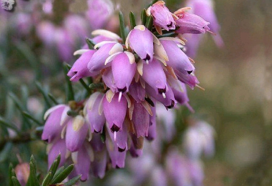 欧石楠的花朵大多为钟形,直径不大,色彩丰富,有白色,粉色,紫色等