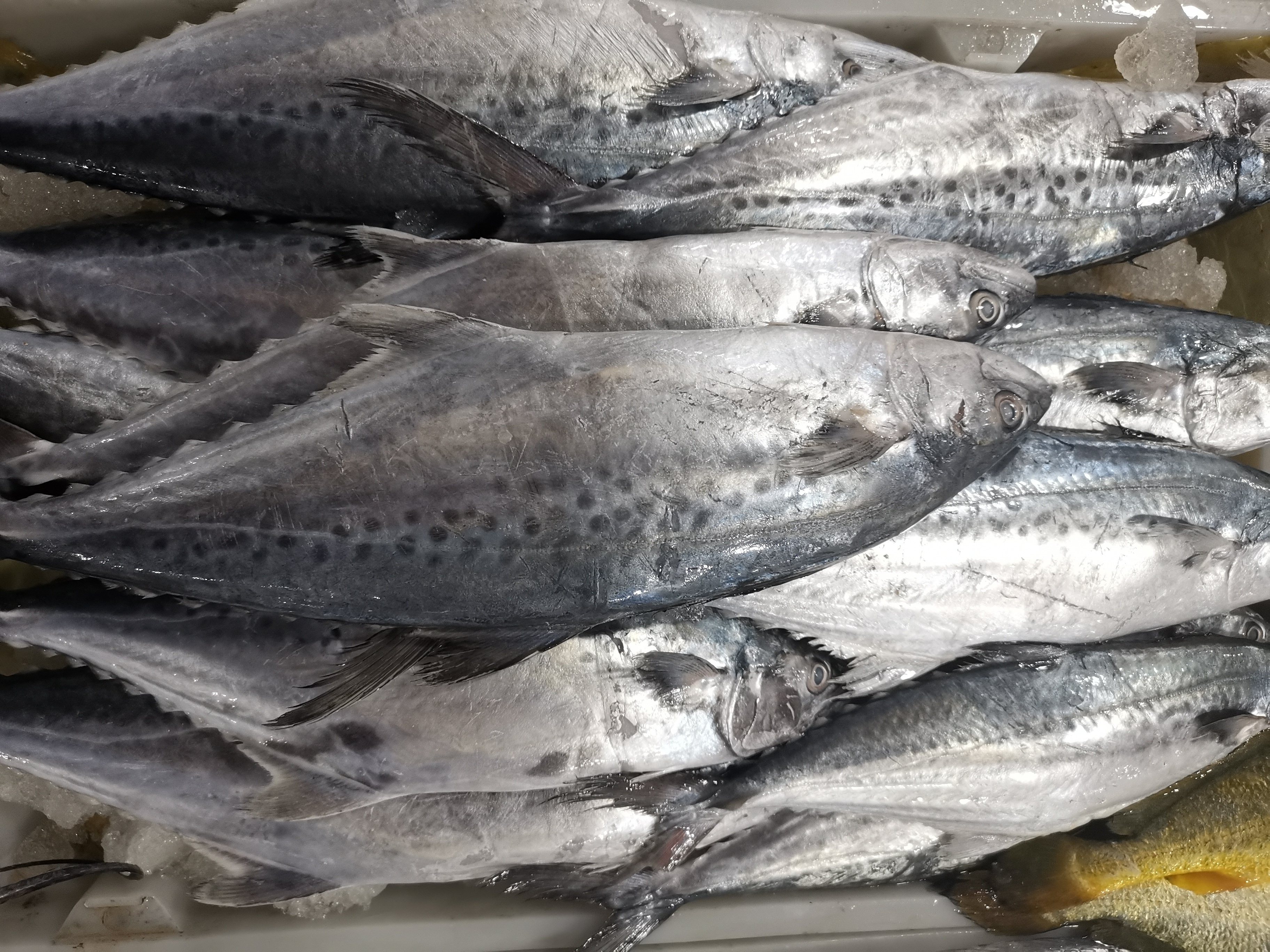 《马鲛鱼》 新鲜的海味马鲛鱼,个头不算大,两尺