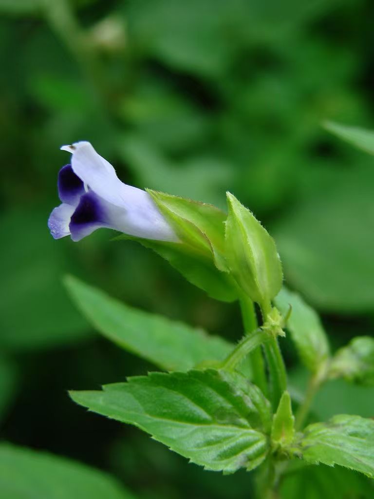 蝴蝶枫的功效与作用(木蝴蝶正确泡水方法) 蝴蝶枫的功效与作用(木蝴蝶正确泡水方法)