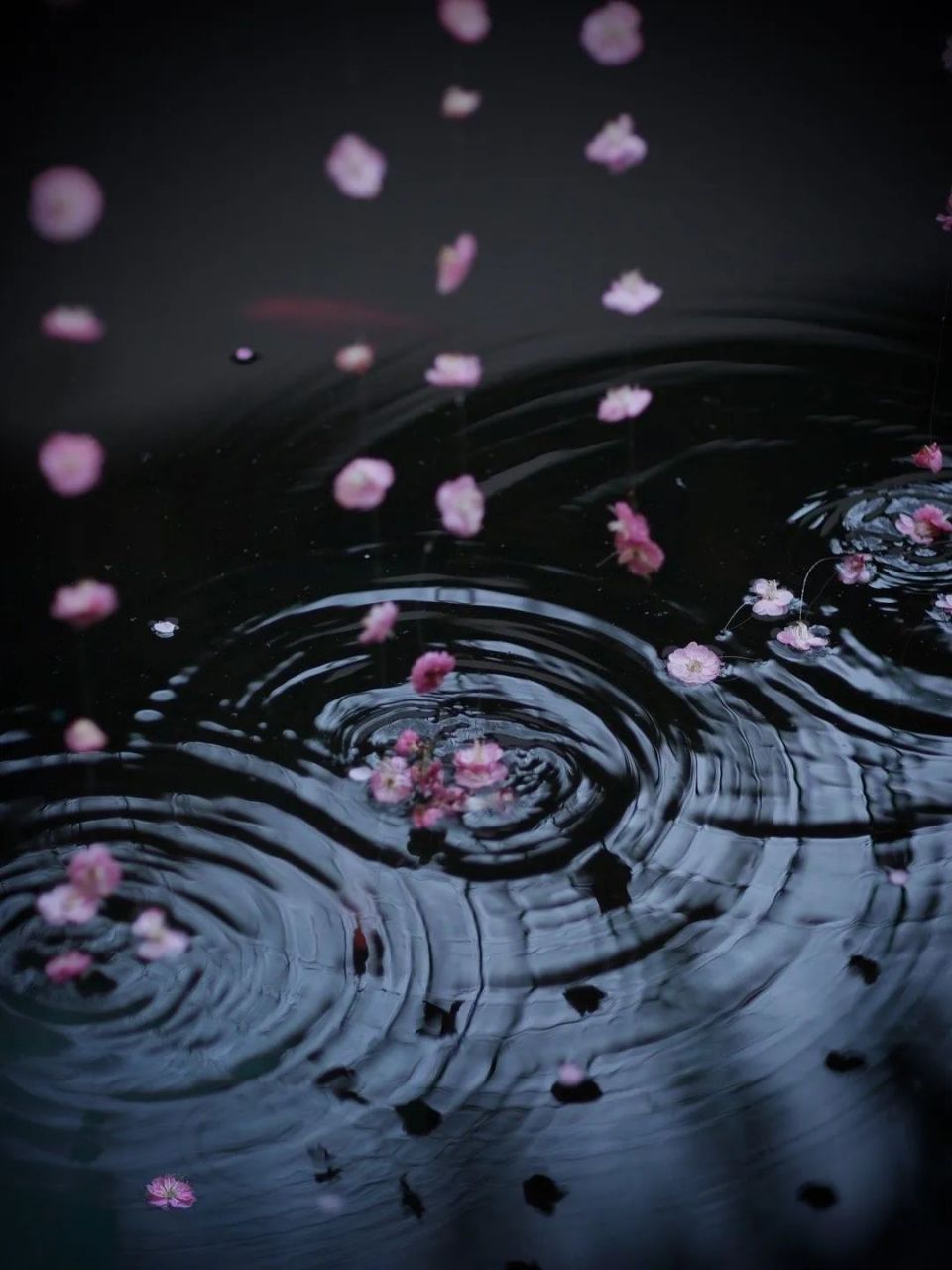 《落花有意  流水无情》 春风轻拂,花瓣仿若雨般纷纷飘落