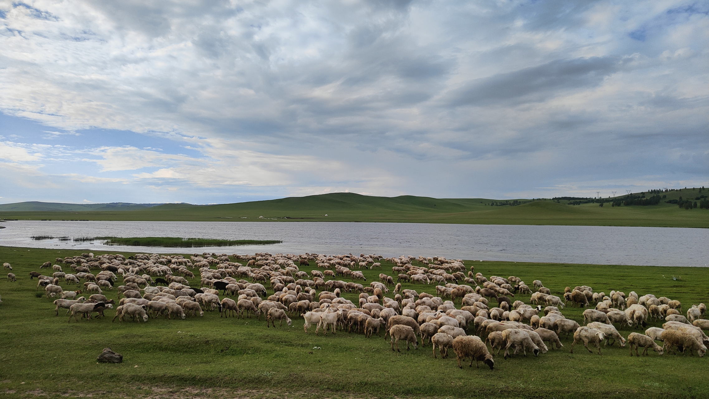 欢迎来到内蒙古呼伦贝尔大草原,一起感受风吹草低见牛羊的自然风光.