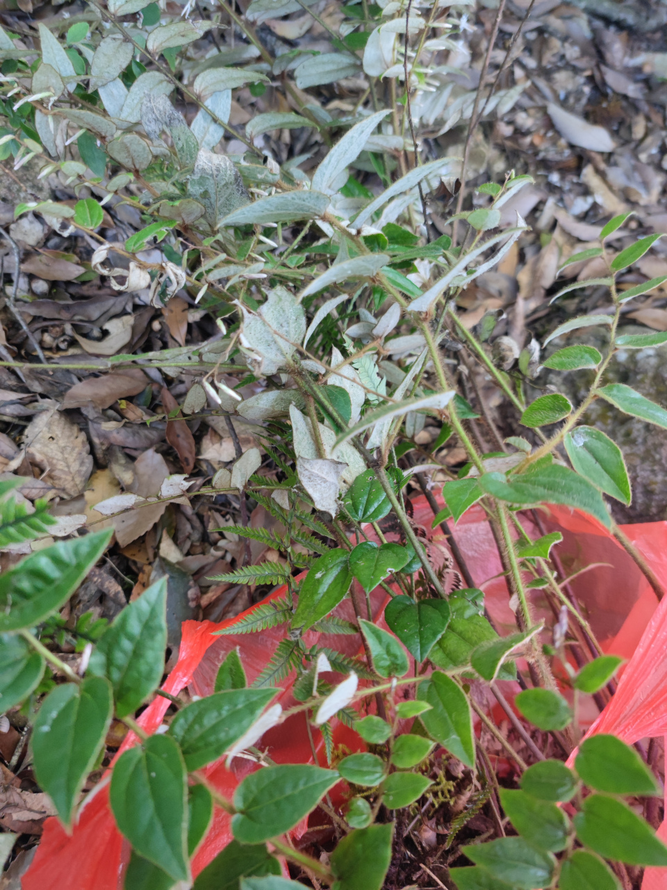 白色花开在叶下故称叶下花.具有祛风除湿,散瘀止血,消肿散结之功效.