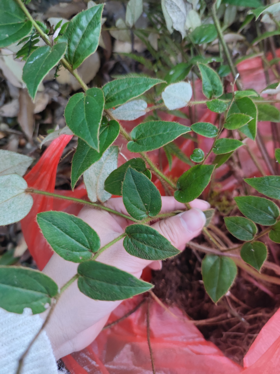 白色花开在叶下故称叶下花.具有祛风除湿,散瘀止血,消肿散结之功效.