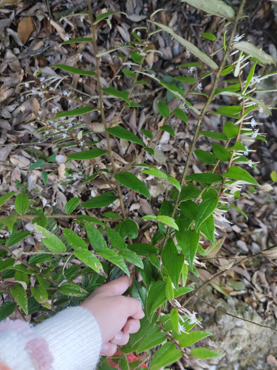 叶下花 功效图片