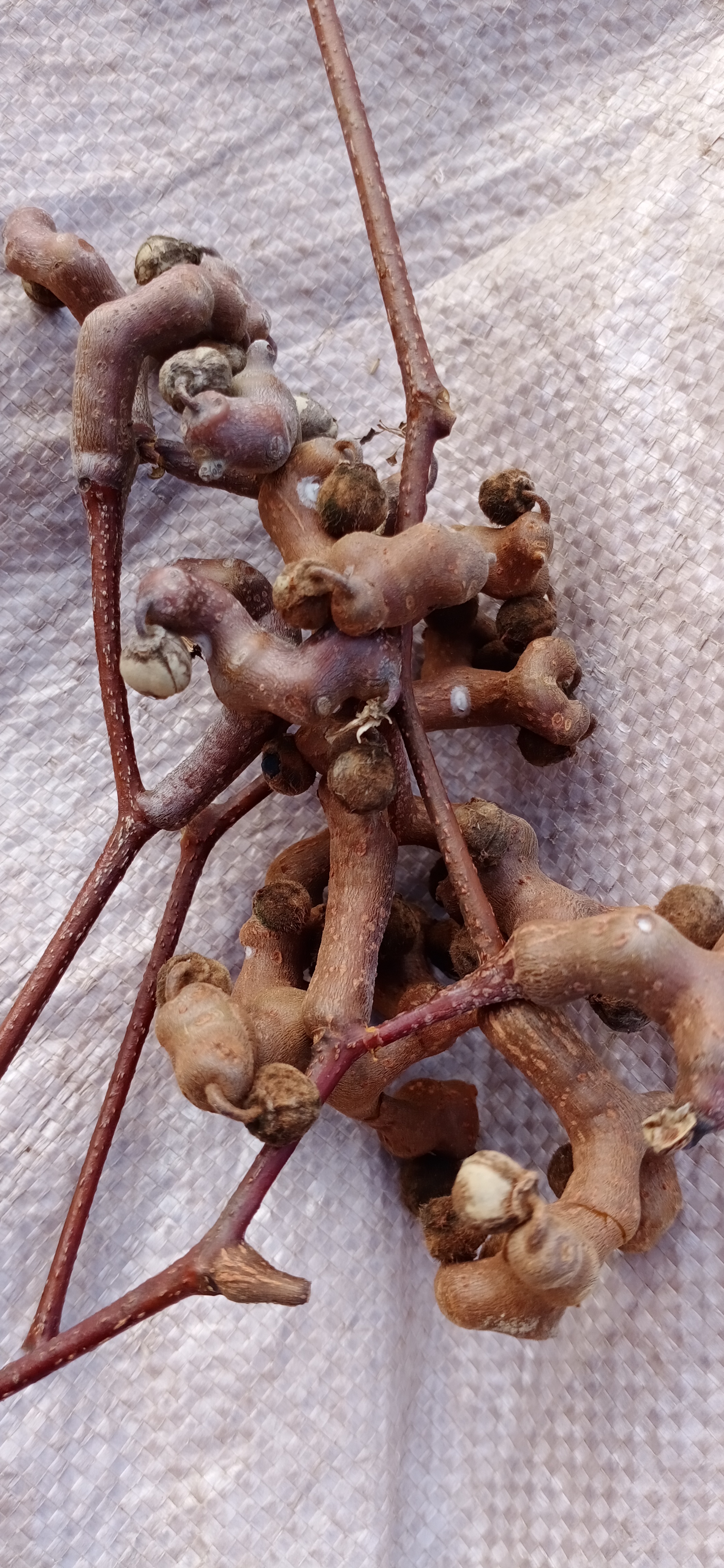 今天上山干活,看到一棵拐枣树,叶子都落了,拐枣支楞在枝头.