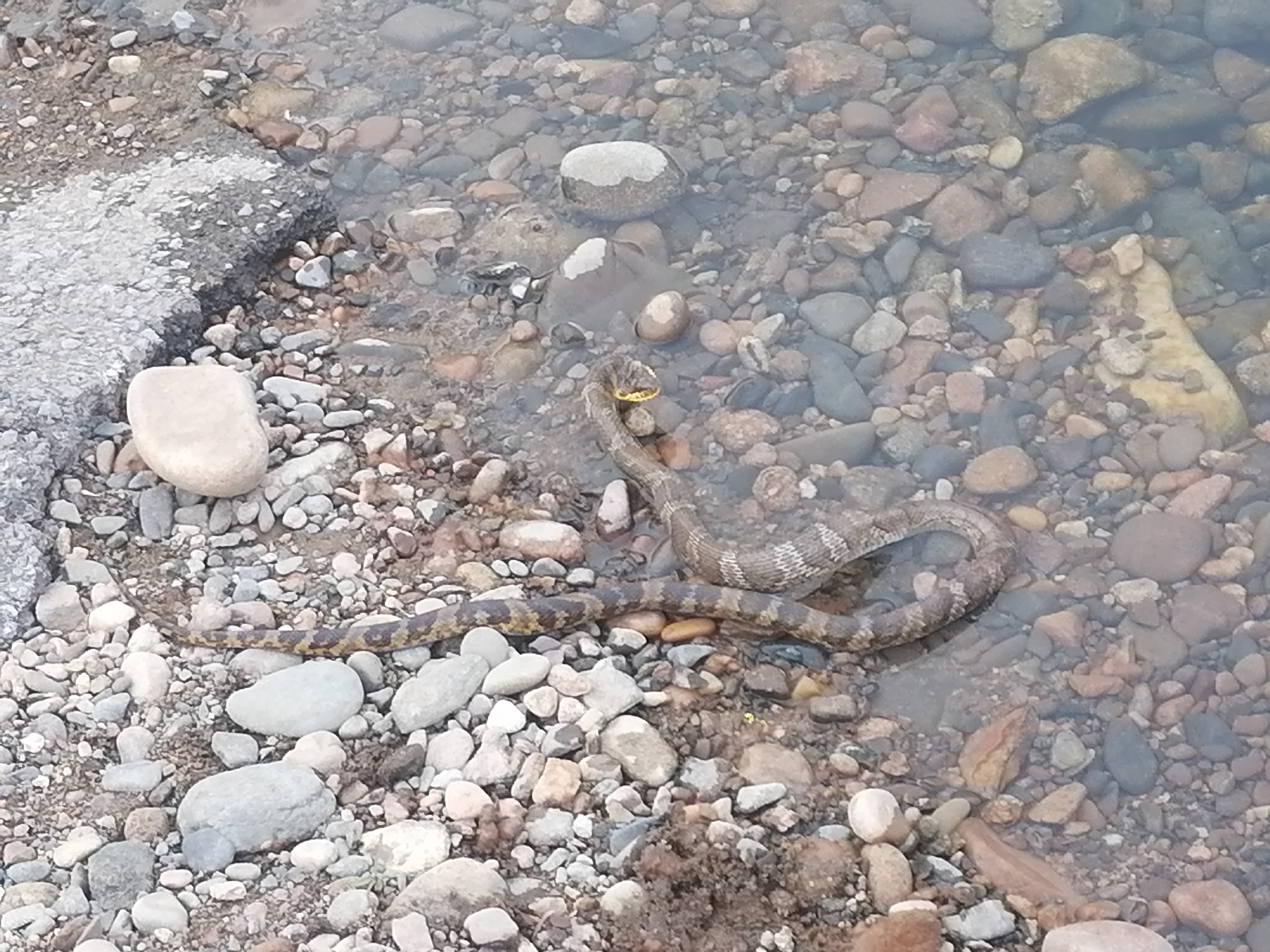 大家帮看看,这是辽宁本溪的什么蛇,有毒吗?