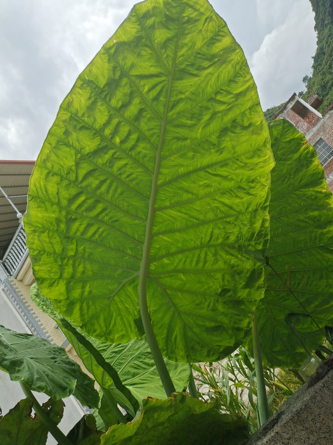 这叶子也太大了吧,感觉可以当伞用了!