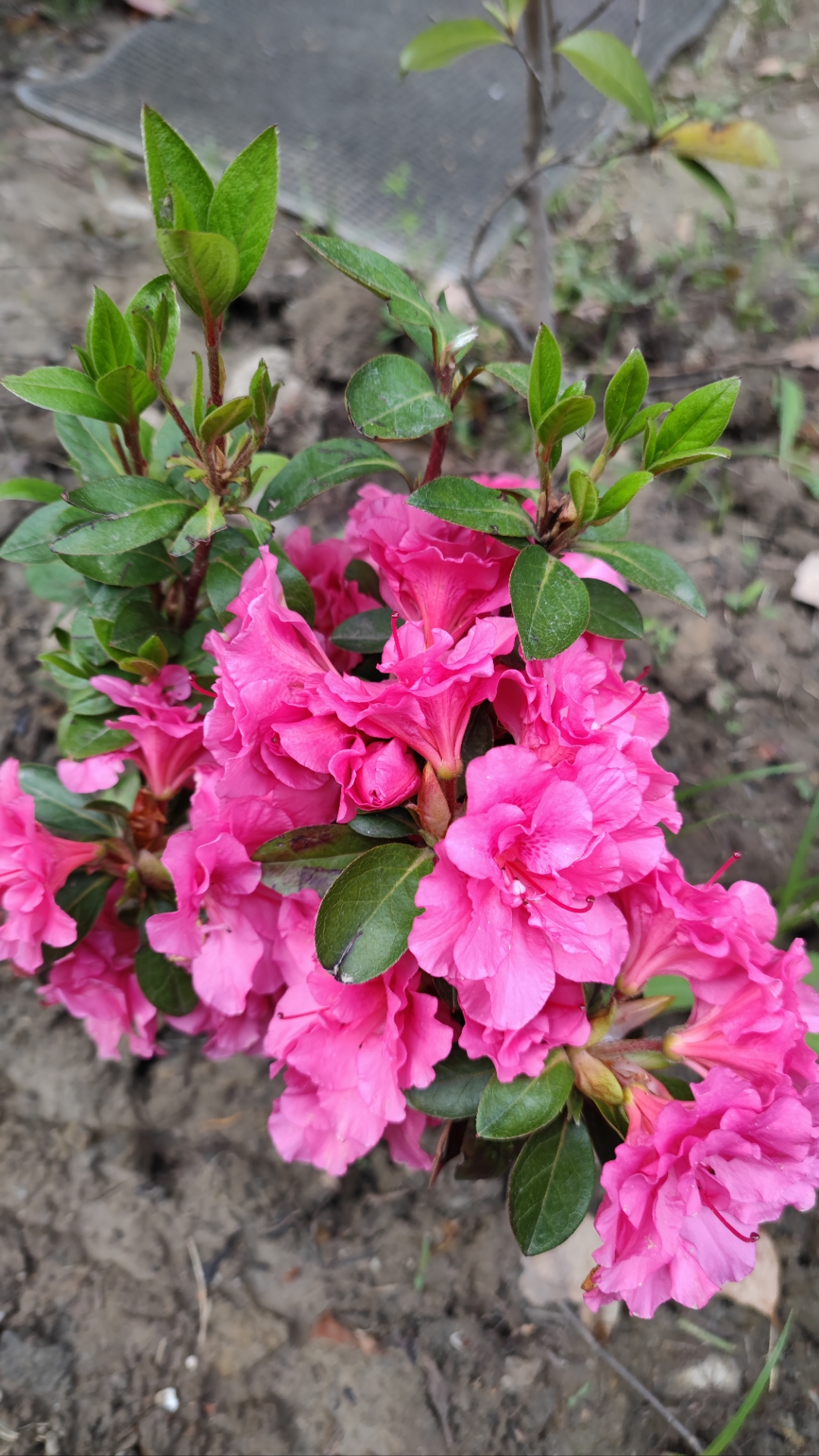 每天认识一种植物# 紫鹃,北方室外不好养,只能做盆景放室内,而且对