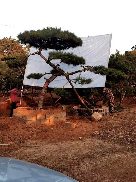 山东莱芜造型油松基地图片