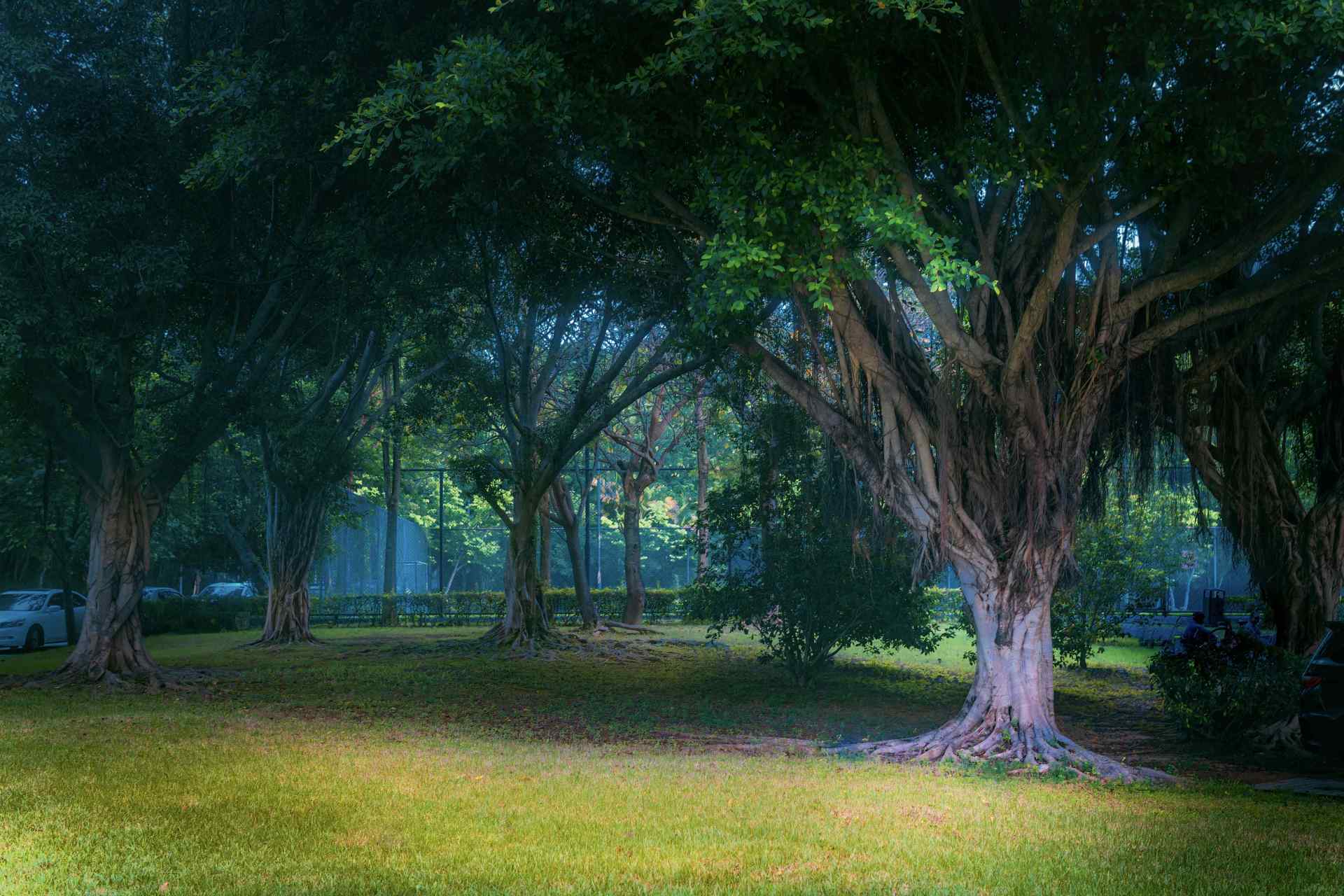 "在榕树林的光影中,可以找到宁静的力量.