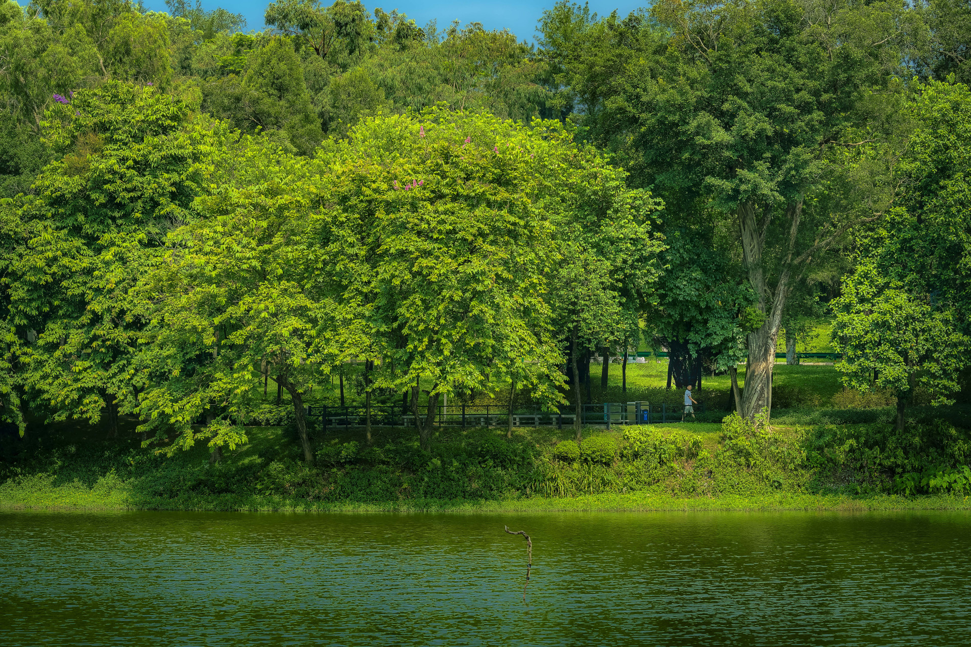 湖边的树林真是个好地方!7815绿树和小路,还有运动的人.